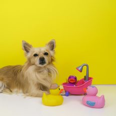 Dog Toys