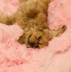 Dog Beds & Mats