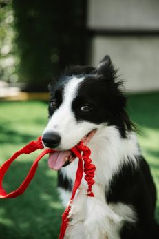 Collars, Leashes & Harnesses
