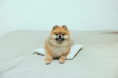Dog Bedding & Comfort