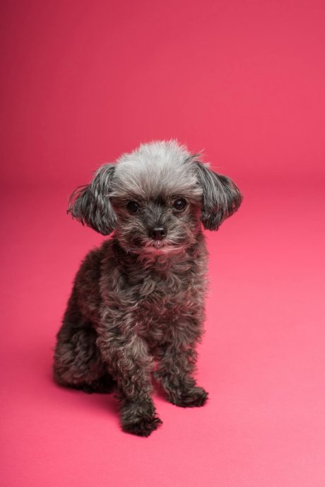 pexels-goochie-poochie-3299908