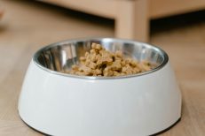 Dog Feeding Essentials