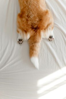 Nail, Fur & Paw care