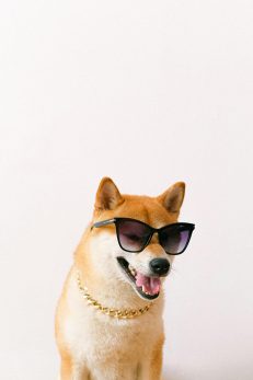 Dog Accessories