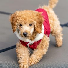 Dog Clothes