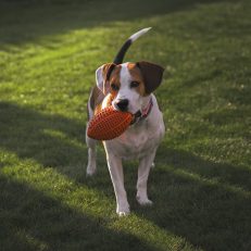 Enrichment Toys