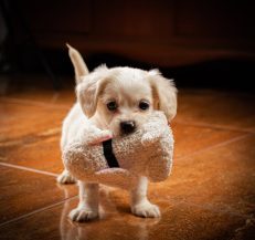 Plush Fun Toys