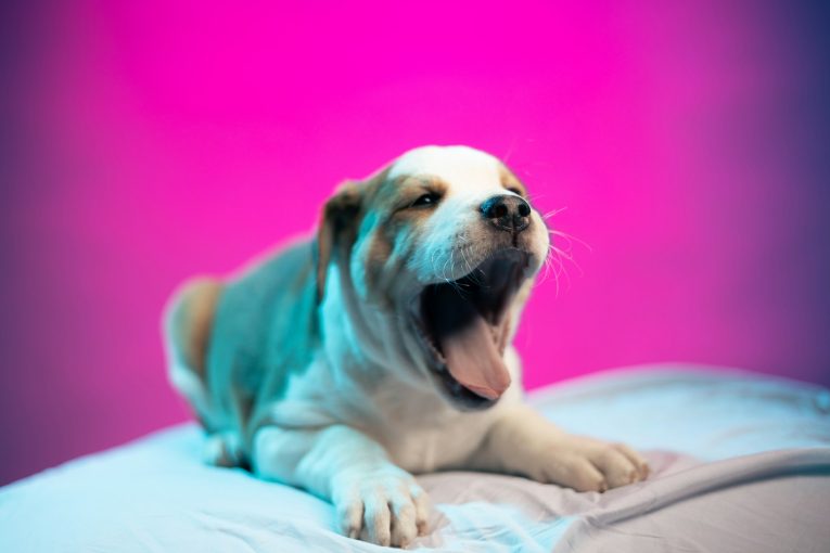 benjamin-lehman-5cVexIaNvOc-unsplash