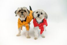Dog Apparel