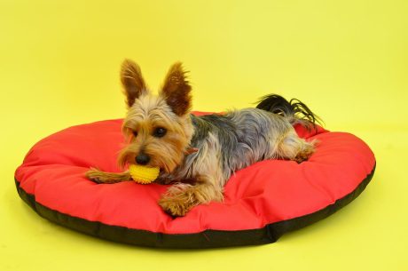 pexels-crina-doltu-490924-28802855